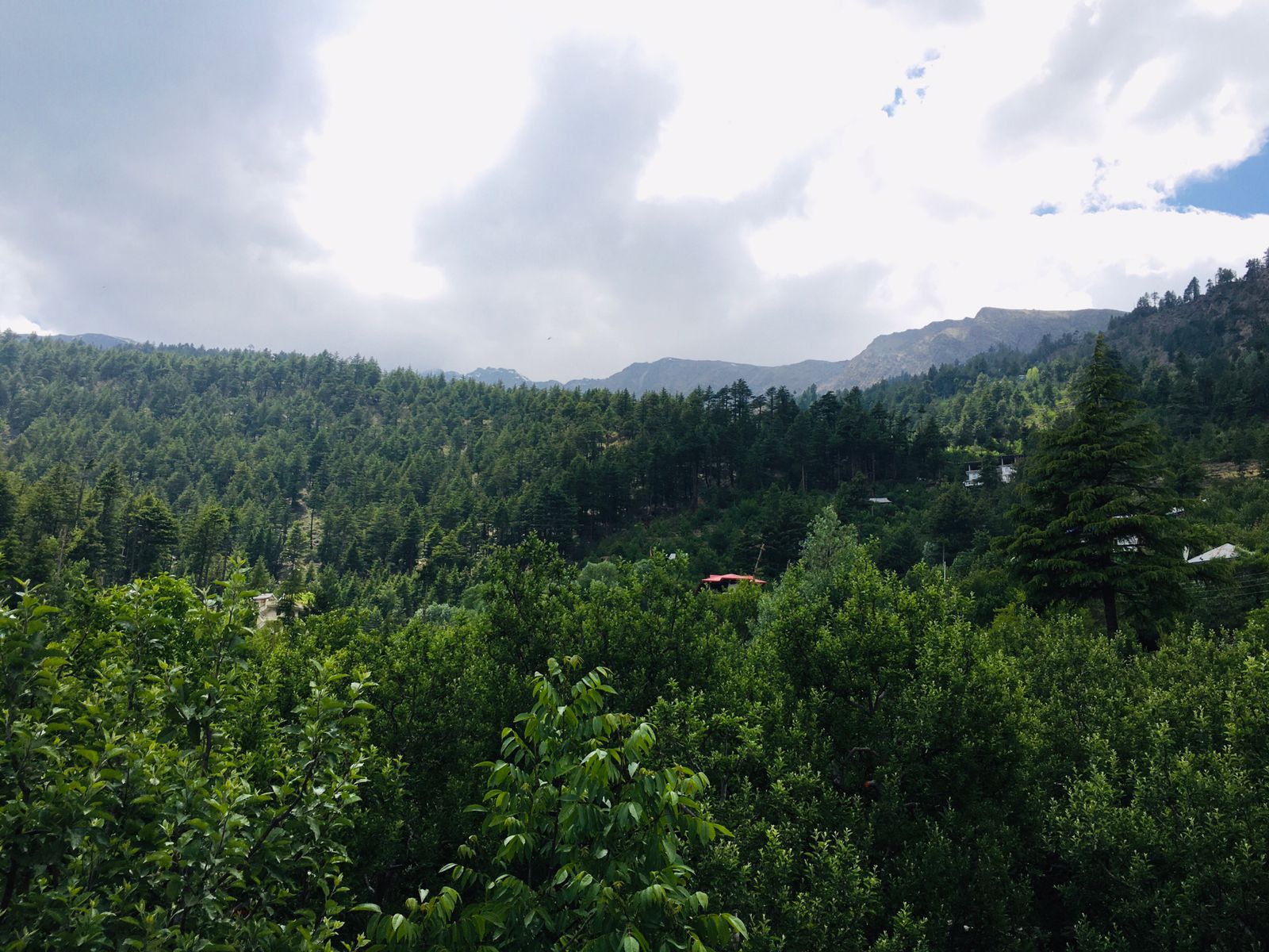 Apple Orchards